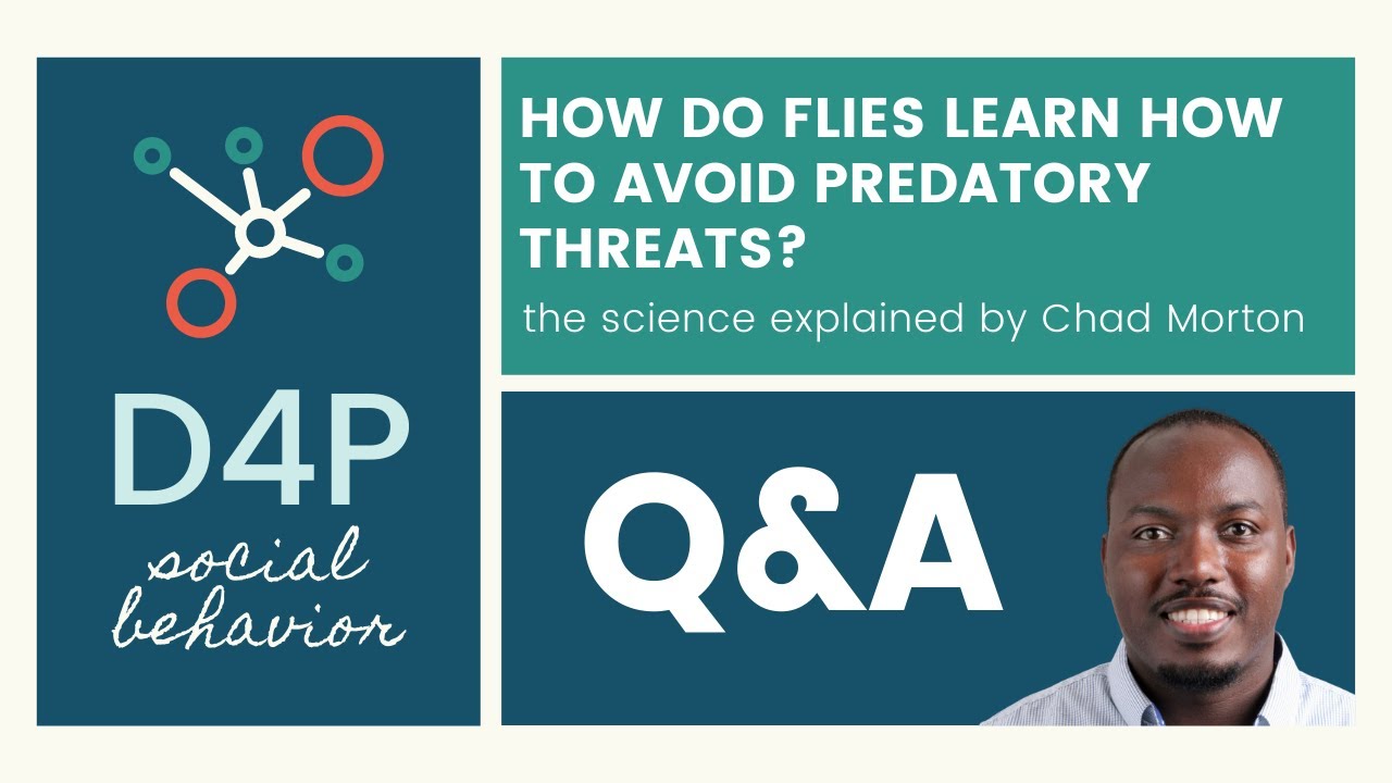 [D4P: Social Behavior] Q&A on How do flies learn to avoid predatory threats?