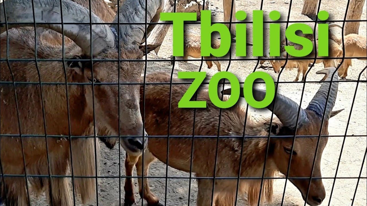 Georgia Tbilisi, Zoo/ Gürcüstan Tiflis, Zooloji parkı/ Грузия Тбилиси, Зоопарк