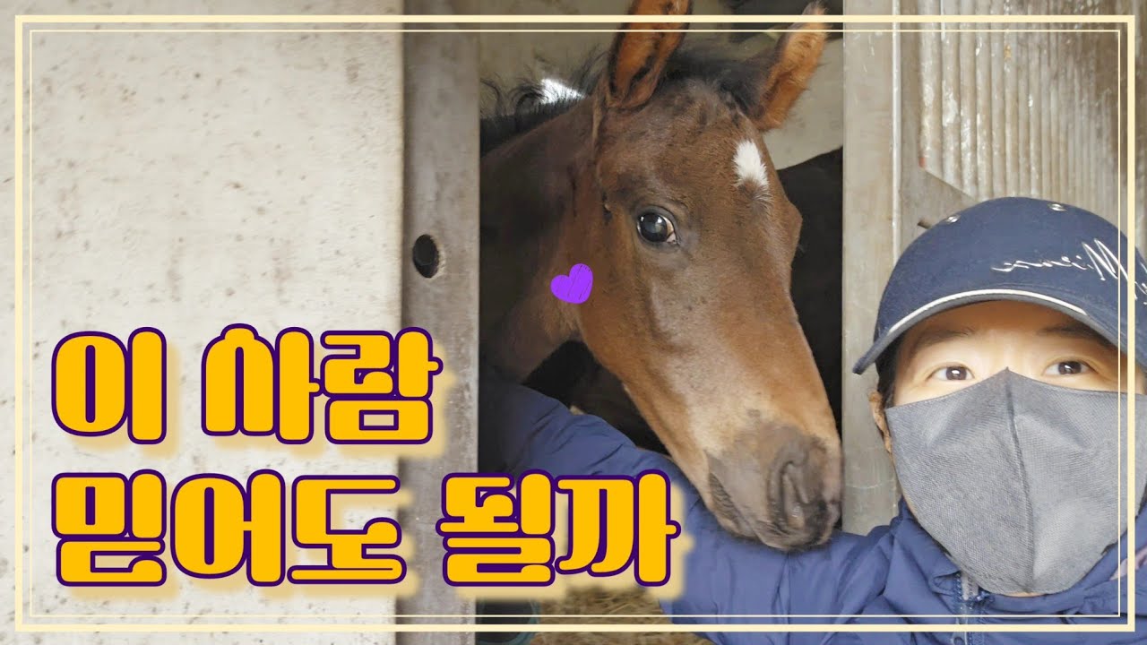망아지의 성장💜 태어난지 한 달. 사람에 대한 신뢰