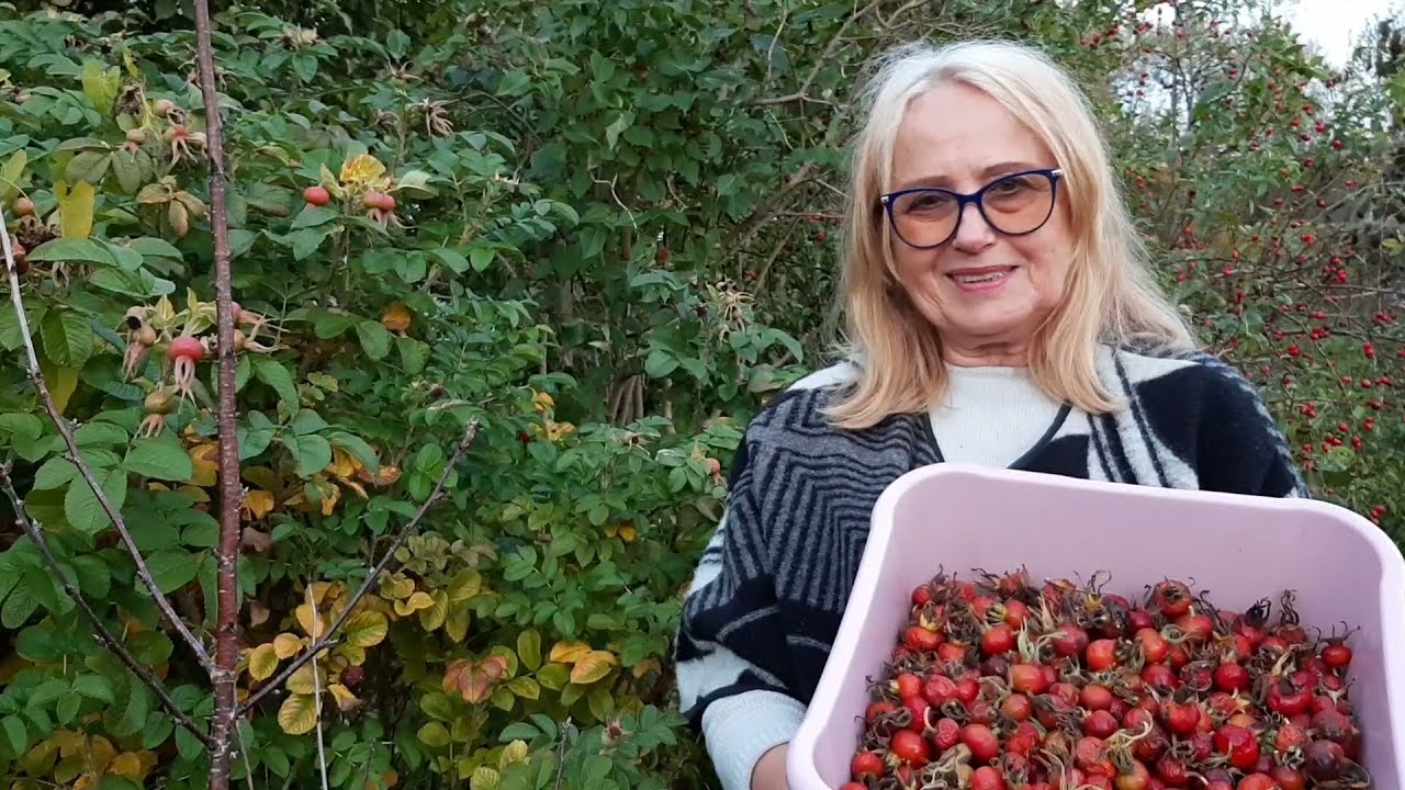 Owoce dzikiej r&oacute;ży (Rosa Rugosa) Melarosa # 54