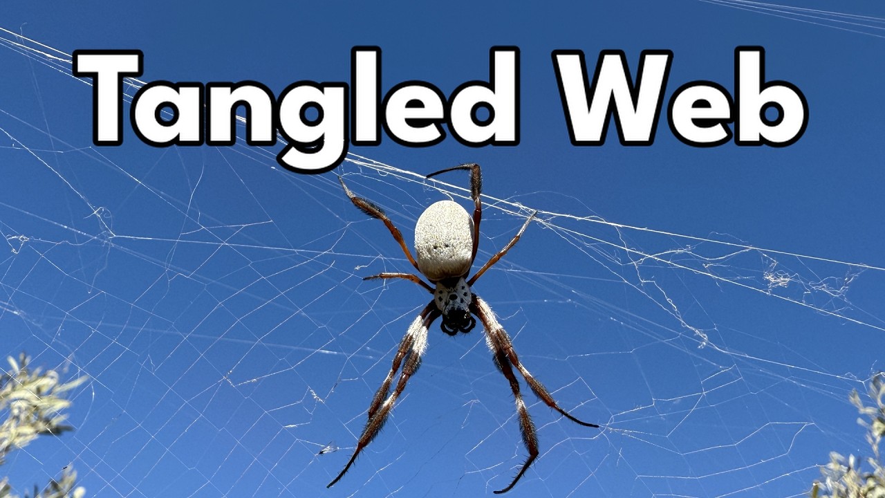 Tangled Web of the Golden Orb-weaver Spider