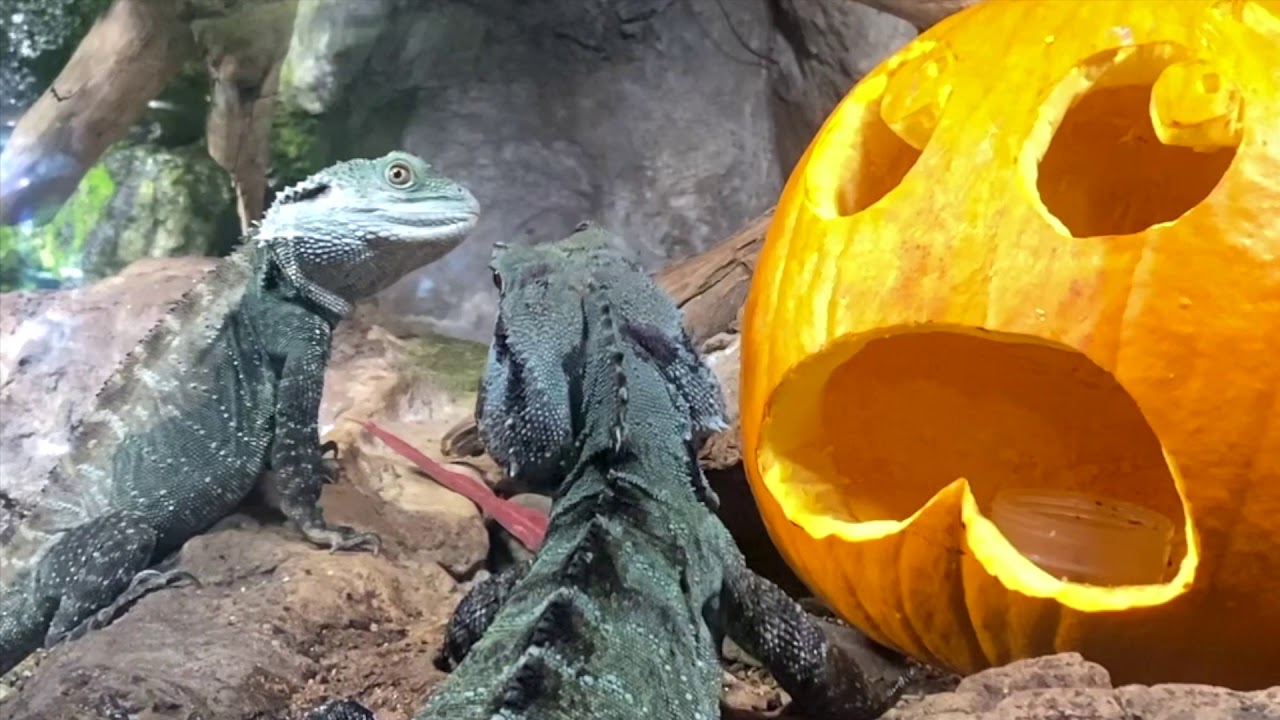 Sea Life Melbourne Unveils Spooky Haunted 'Ascarium'