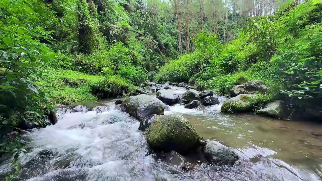 Fall asleep easier with peaceful river ambience beneath daylight forest trees for calm breathing
