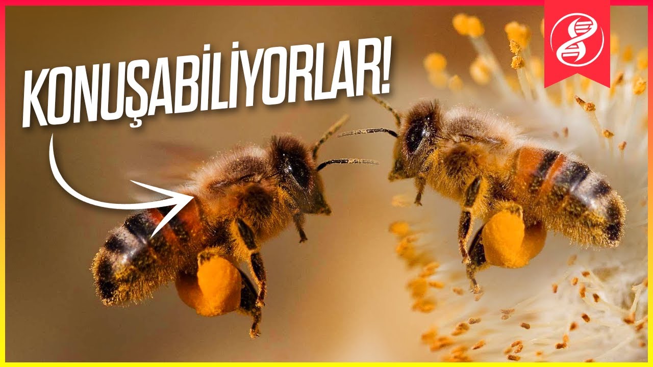 Arı Siyaseti ve Dans: Arı Demokrasisi Bize Neler Öğretir?