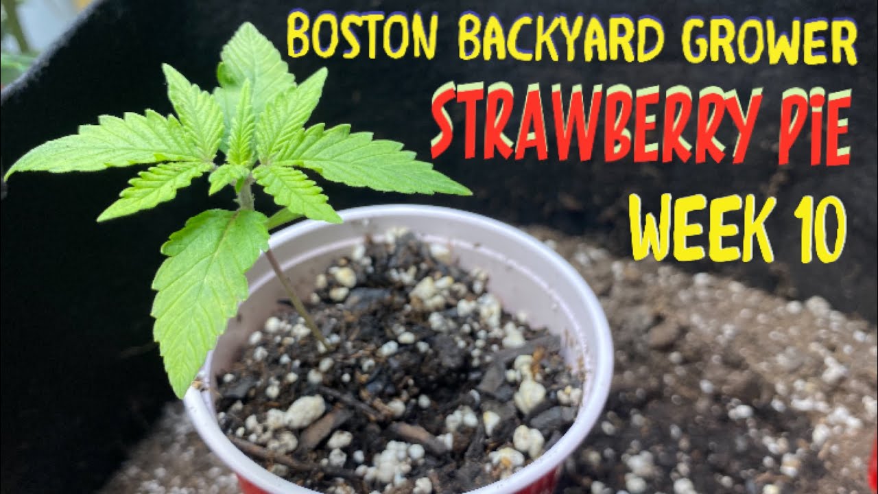 Week 10: Strawberry Pie Autoflowers Cannabis Indoor Water & Feeding Nutrients