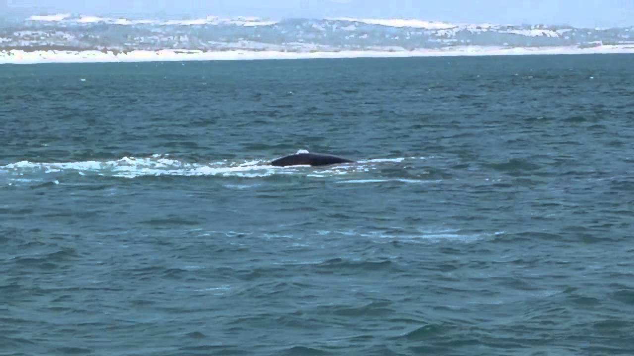 Whale Watching in Hermanus, near Cape Town
