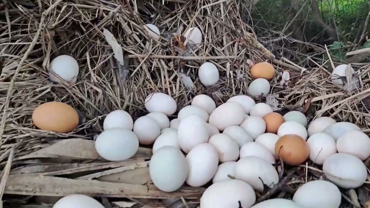 OMG HAND UNIQUE!  Pick a lot of duck eggs near the mouth of a man.