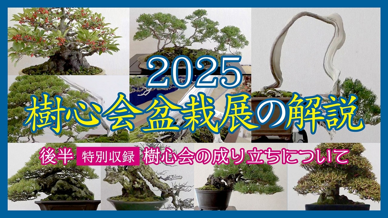 2025樹心会盆栽展 解説【後半】特別収録「樹心会の成り立ちについて」