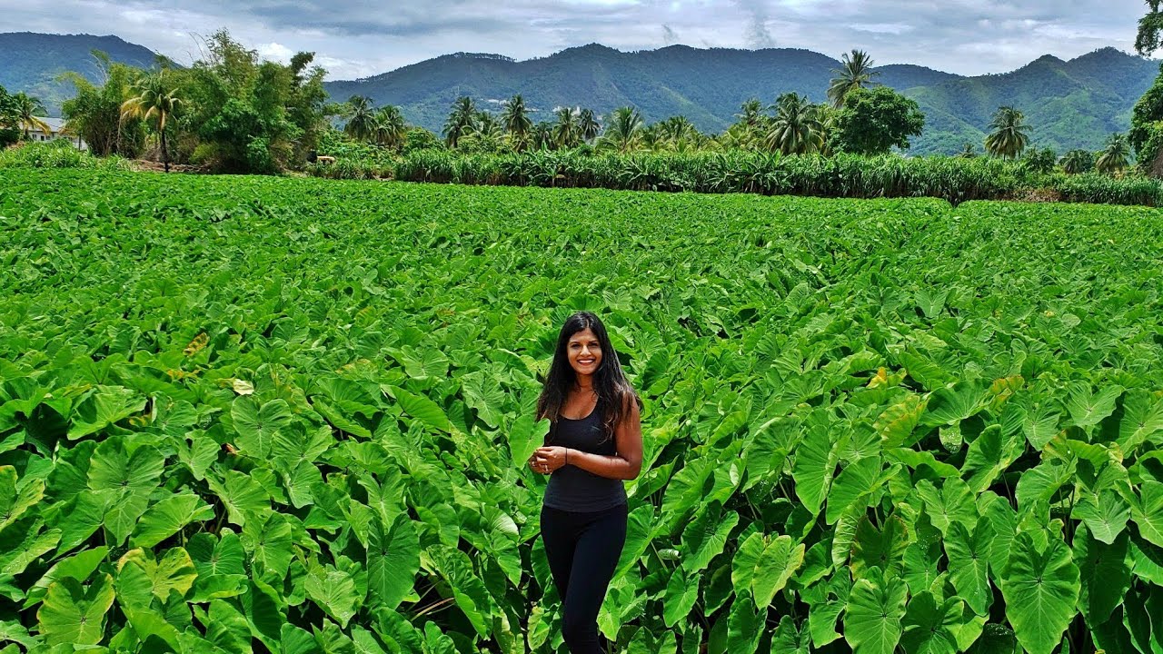 DASHEEN BUSH (taro leaves, kalo, elephant ears) Field in Trinidad | K&I