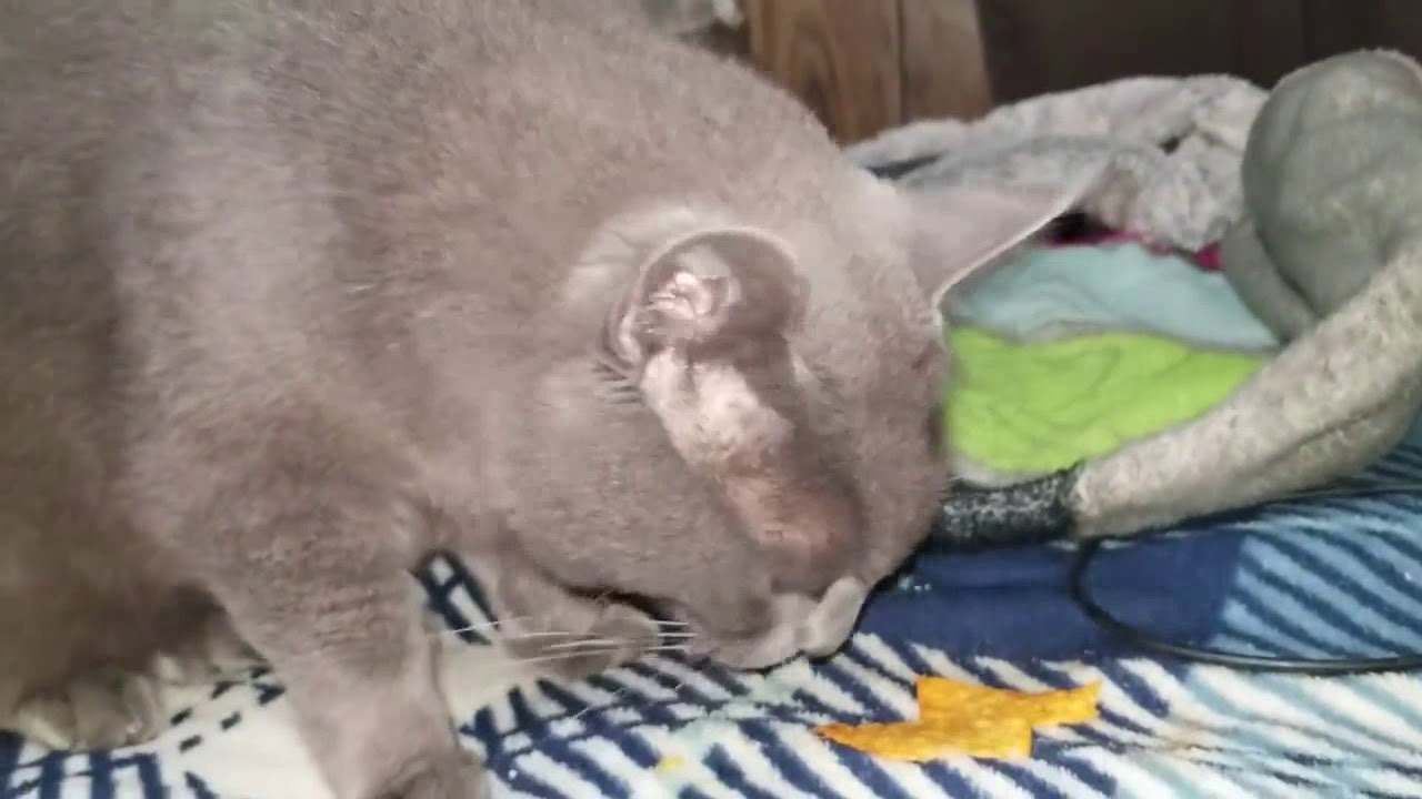 Cat eats Ghost Pepper chip