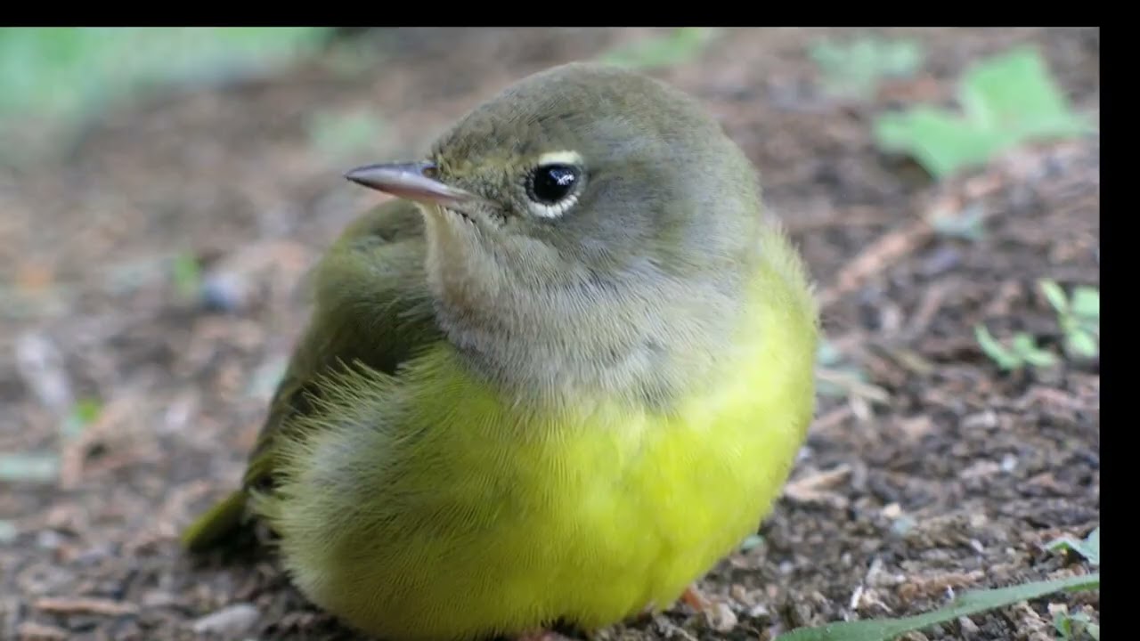 MacGillivray's Warbler Bird Song Video: Relaxing Nature Sounds