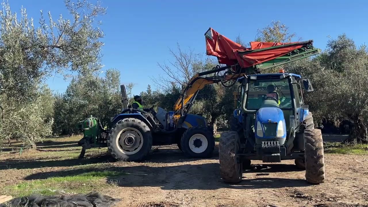 🎥Spot promocional MONTEOLIVA 2023 | Cooperativa Olivarera Virgen de la Sierra 📍(Cabra)