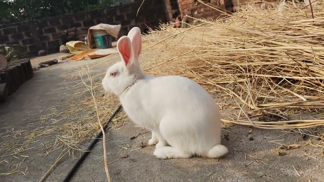 #shortsvideo #rabbit #funny #viral #shortvideo #comedy #trending #tranding #trendingshorts 