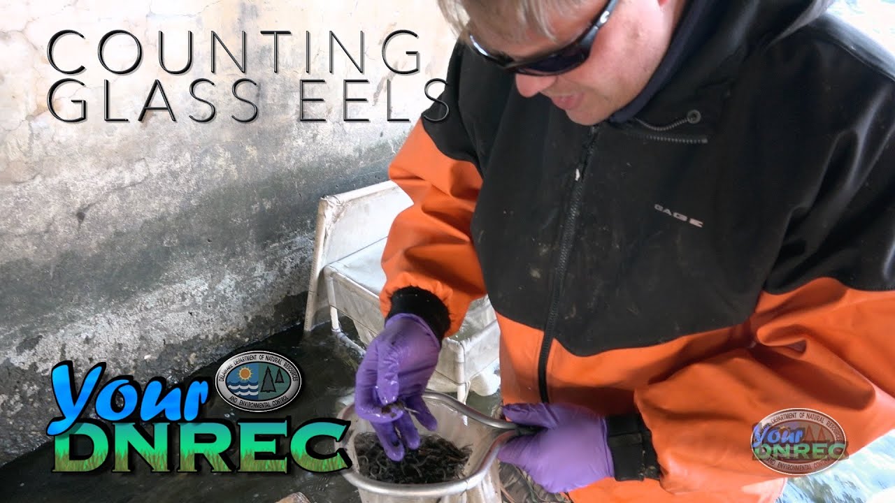 Counting Glass Eels