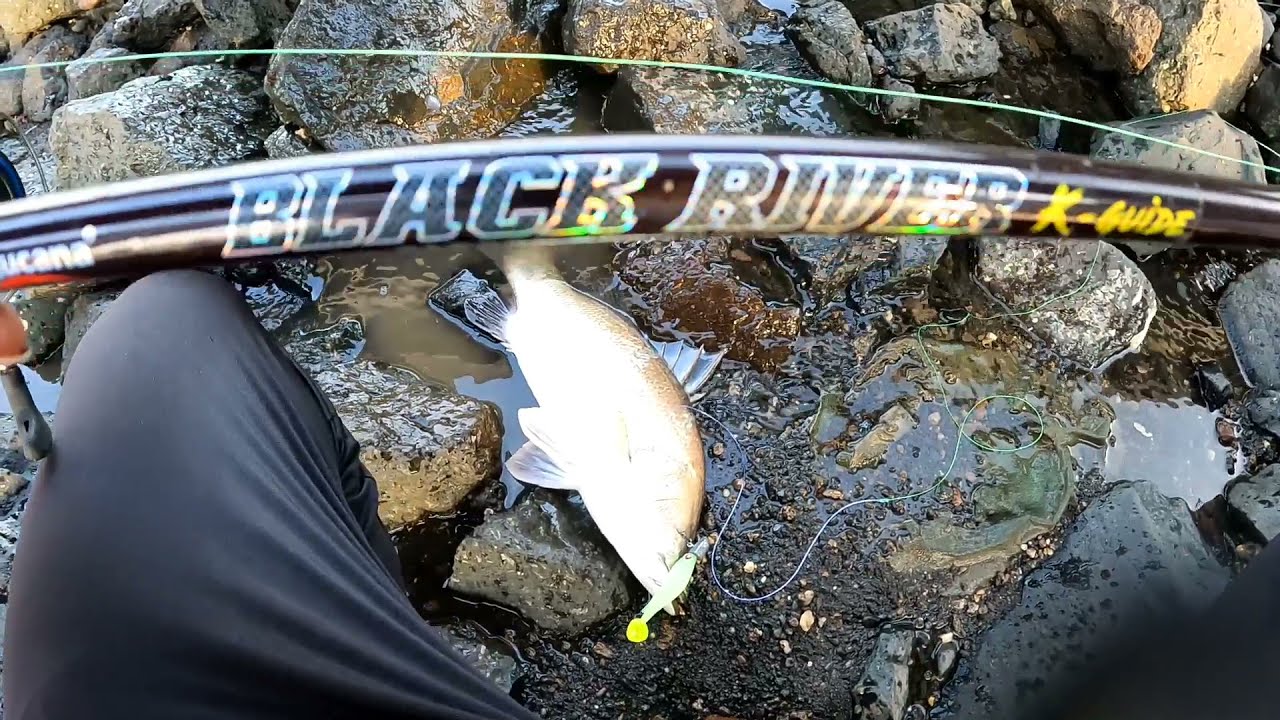 Barramundi fishing  #Lucana #Barramundi ko kese pakde