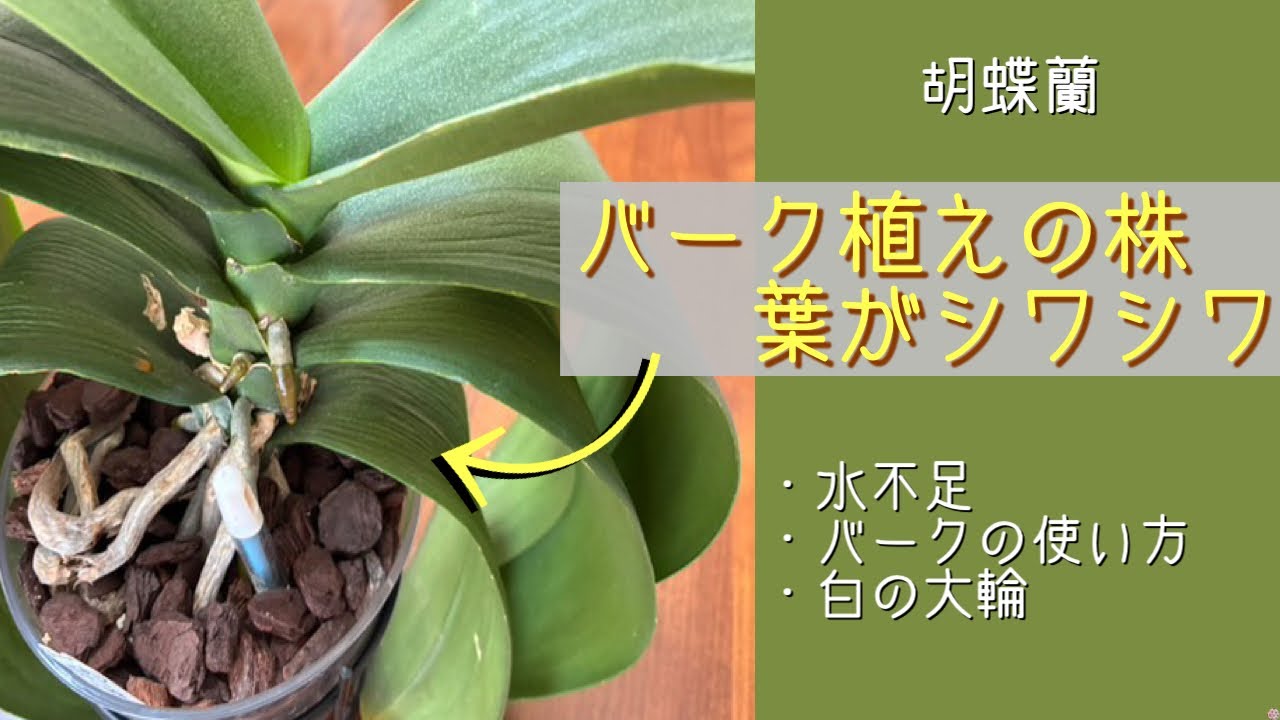 2025年8月24日　大輪胡蝶蘭　贈答品　バーク植えの葉🌿がシワシワ　水苔植えの葉はピンとしている　バークの使い方　水苔とバークの水やりの違い　水不足はバケツ🪣にドボン