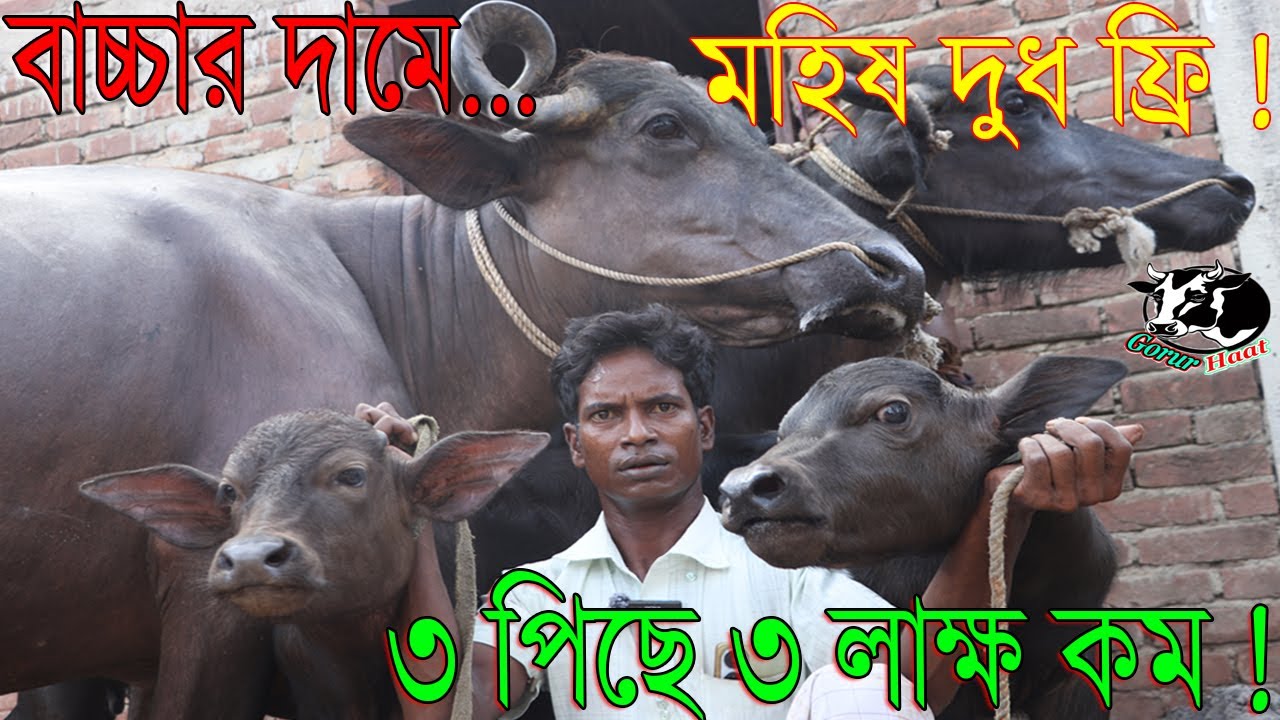 বাচ্চার দামে দুধের মহিষ দুধ ফ্রি ! ৩ পিছে ৩ লাক্ষ কম ! বাবু ভাই মানেই দামে চ্যালেঞ্জ ! গরুরহাঁট#cow