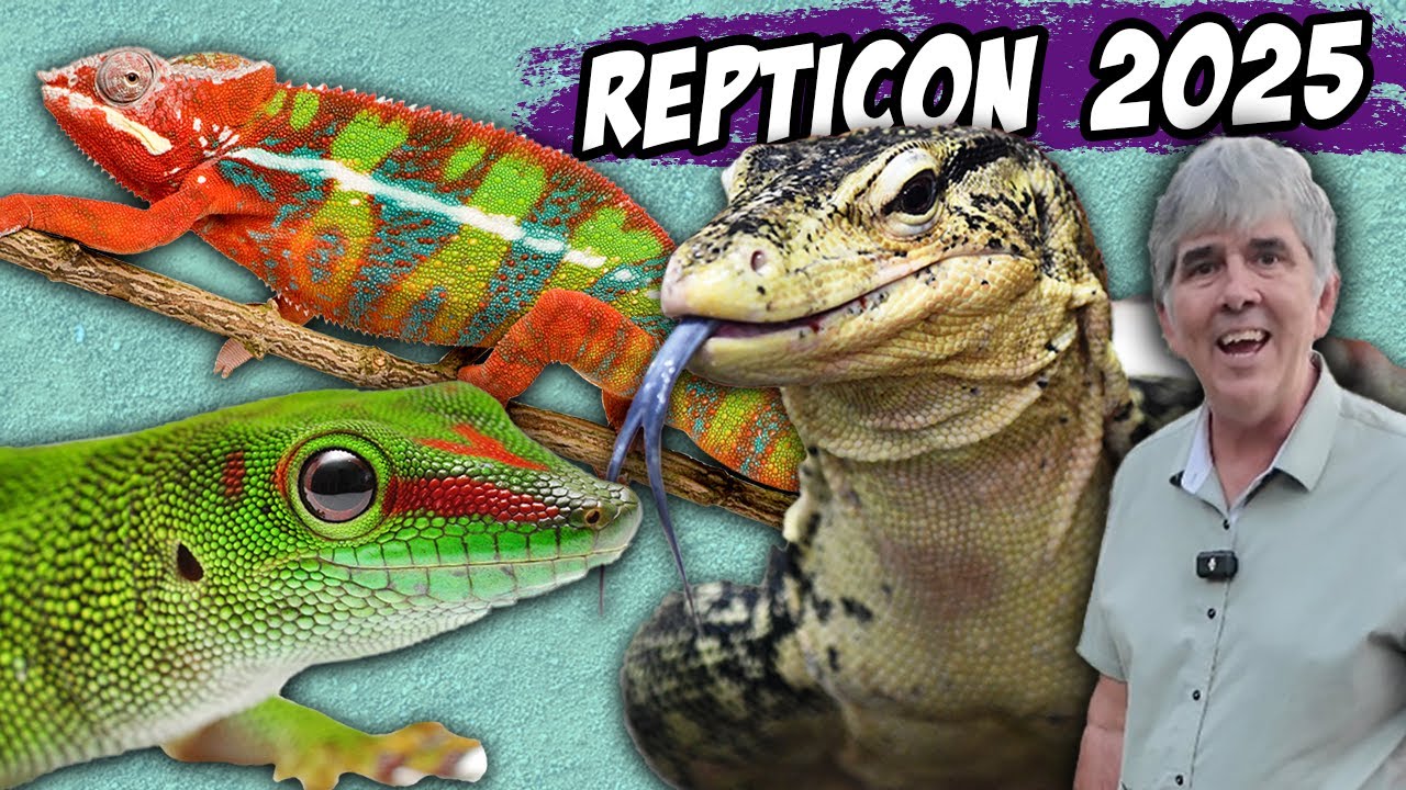 Repticon 2025 и закупка большего количества ящериц.
