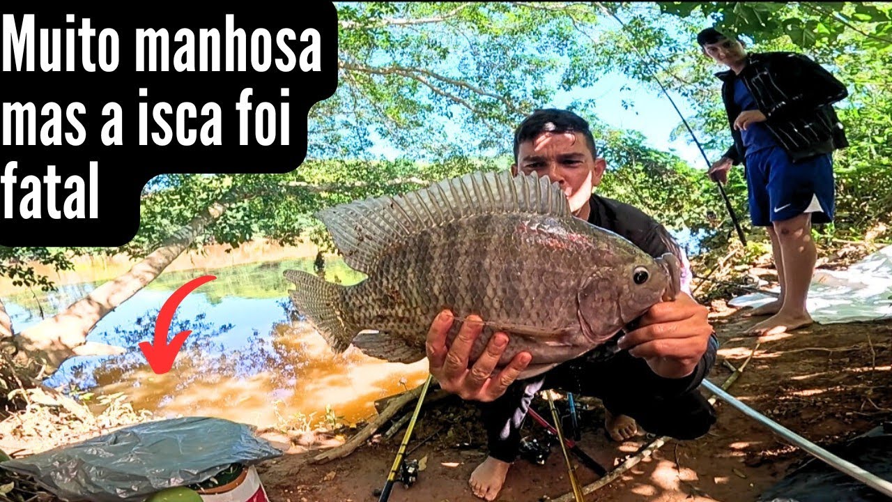 PESARIA, VEJA COMO PESCAR TILÁPIA COM RAÇÃO DE COELHO