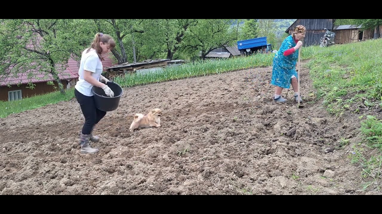 “A Distant Relative Came to Help Grandma”
