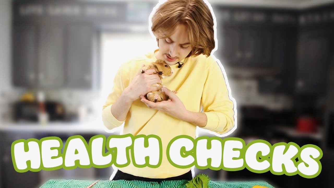 HOW TO: GUINEA PIG HEALTH CHECKS