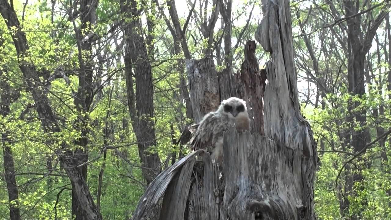 Fish owl / Рыбный филин