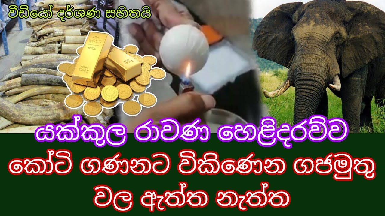 ගජමුතු මෙච්චර වටින හේතුව මෙන්න| Why Elephant Pearls is valuable | Gajamuthu - #Yakkula Rawana