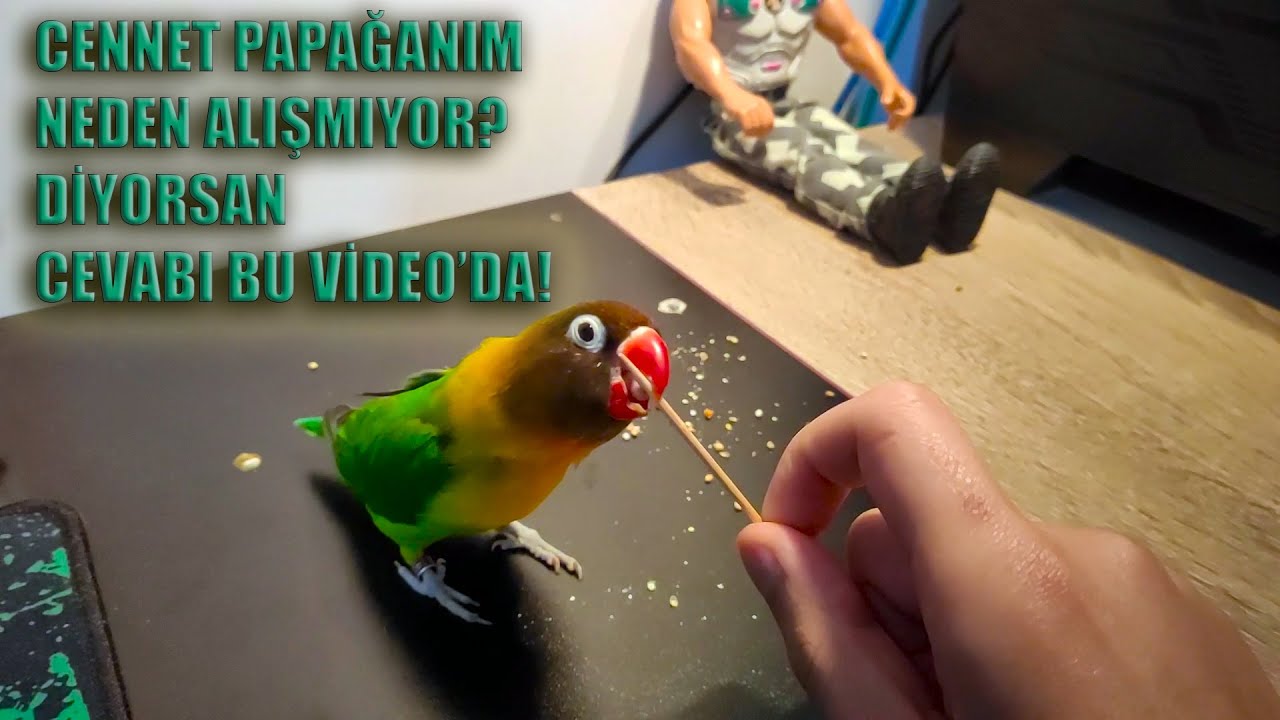 Cennet / Sevda Papağanım Bana Neden Alışmıyor? | Kuşum Bana Neden Alışmıyor?
