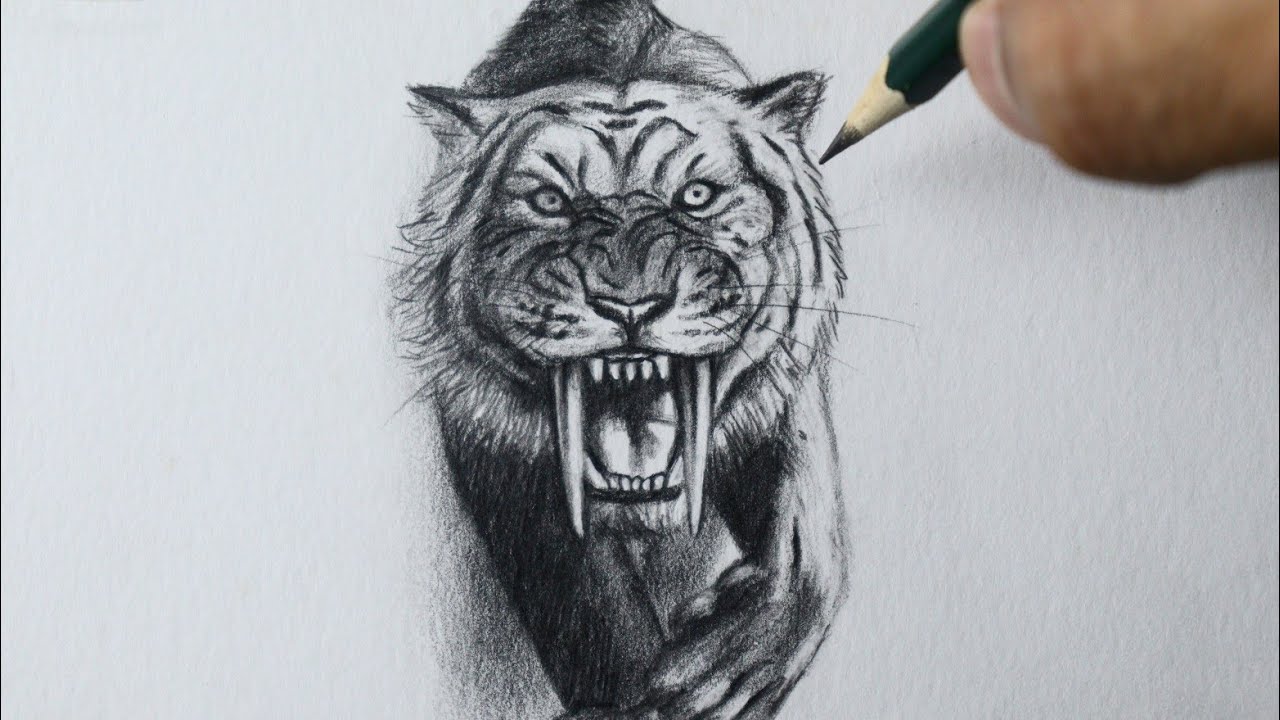 Como desenhar um TIGRE dente de sabre