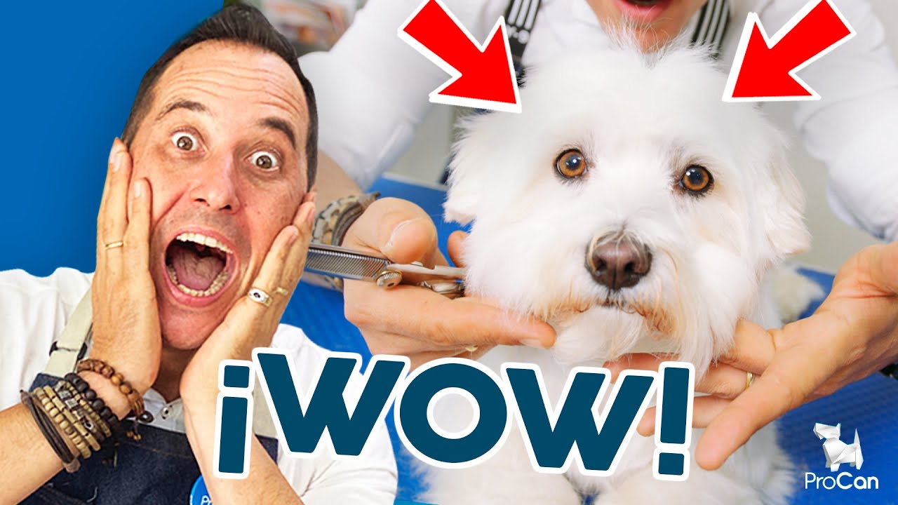 ¡HAZLO ASÍ! 🔥 Cómo CORTAR EL PELO de los OJOS ✂️ 👀 en un BICHON MALTES