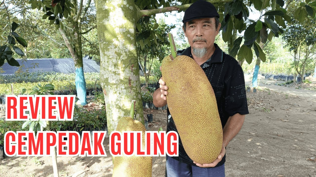 REVIEW CEMPEDAK GULING