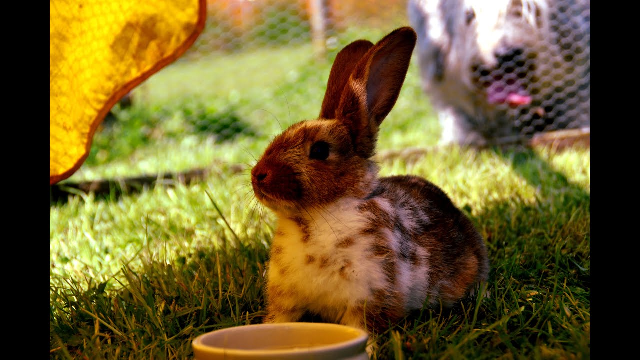 Why are rabbits dangerous?