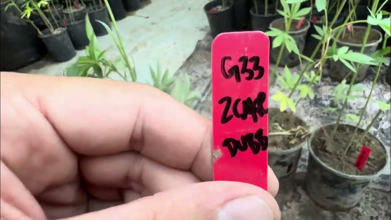 NEW 15 strains 🔥 Aug 13th