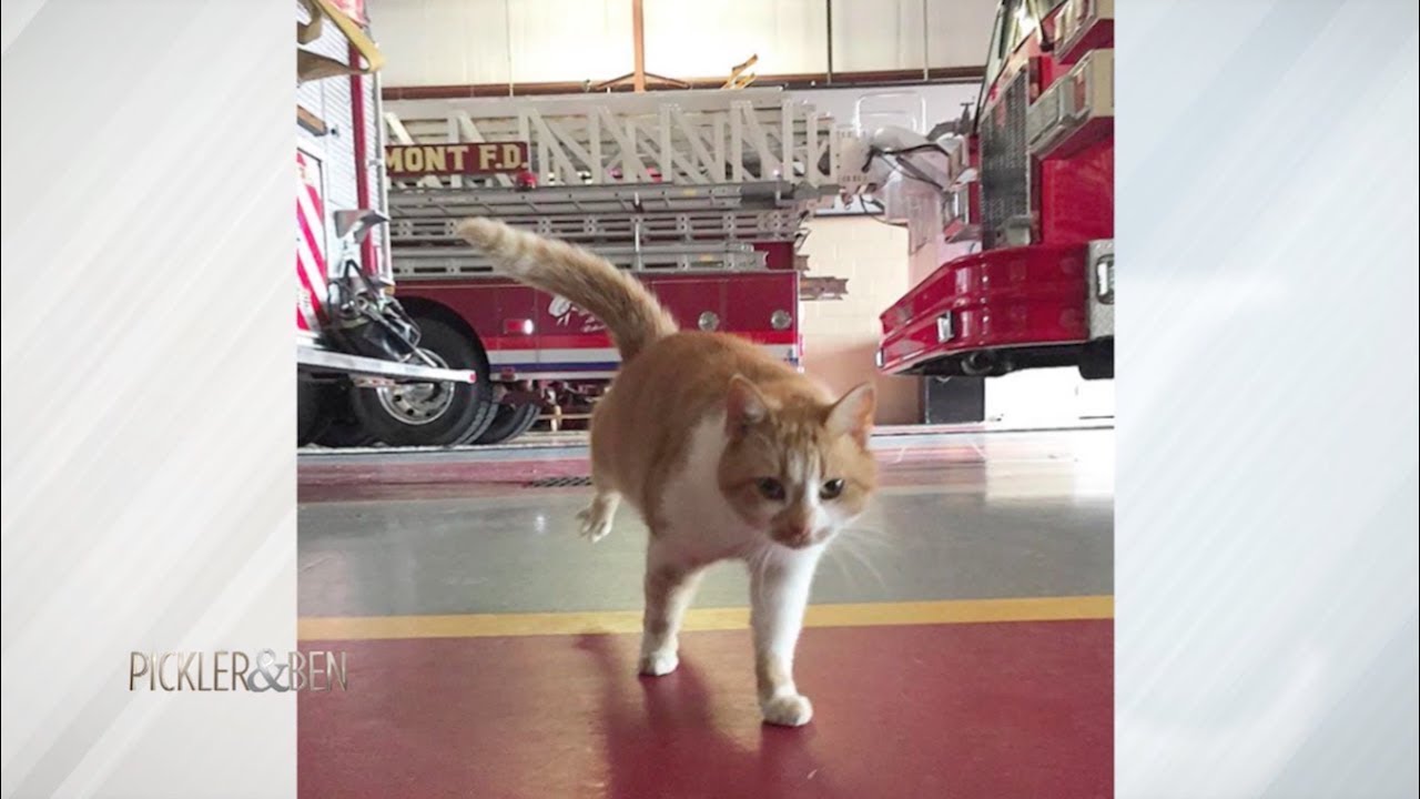 Meet Flame, the World's First Firehouse Cat - Pickler & Ben