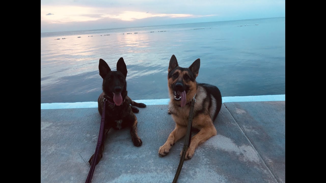 Marathon, Florida Grassy Keys: Jolly Rogers Campground and Resort Pet Friendly Review