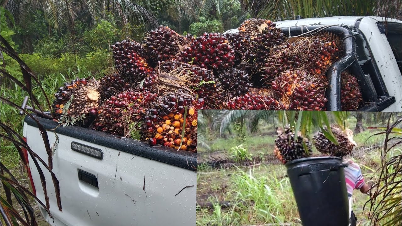 panen sawit musim hujan lebat bnyk risiko,hilux vigo pun kerja keras redah air dan tanah becak