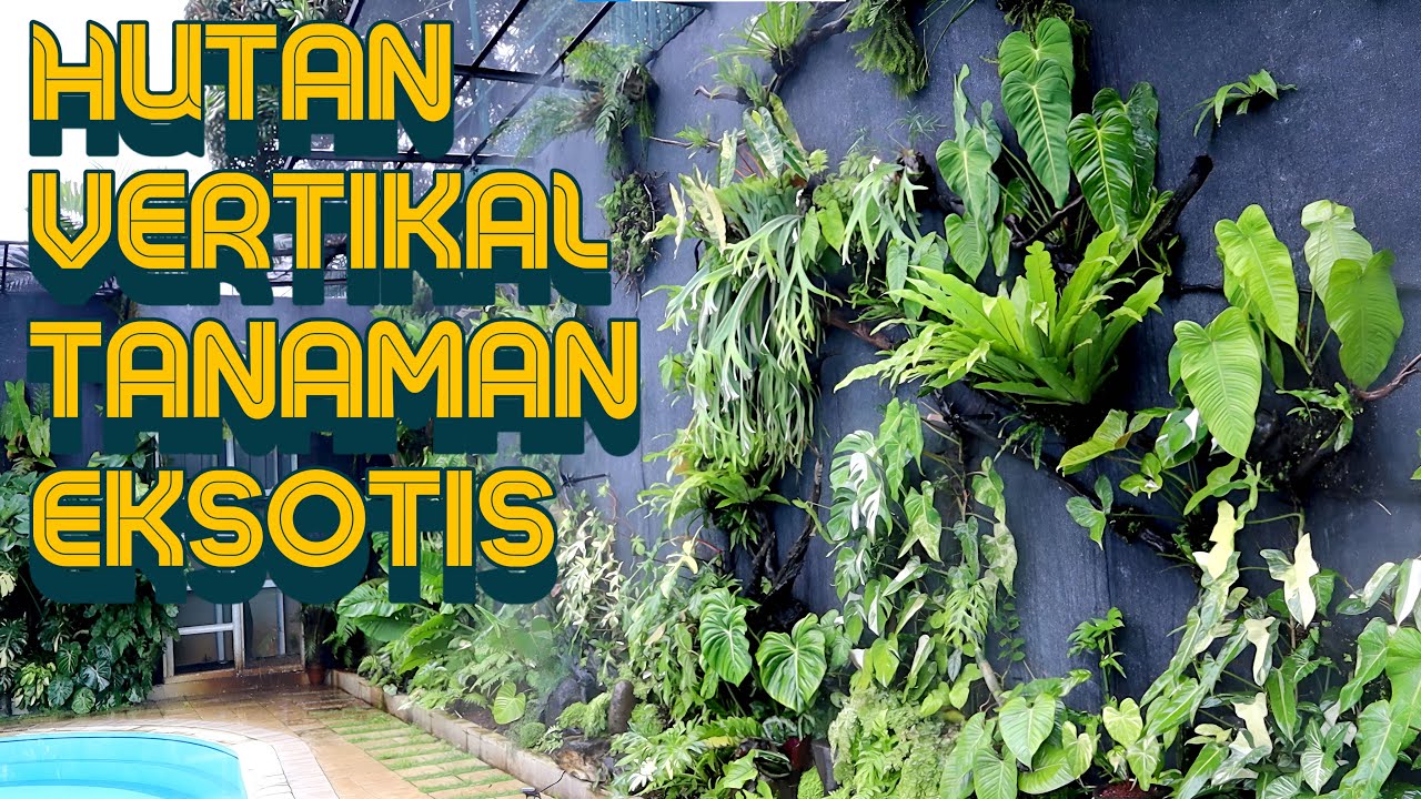 HUTAN VERTIKAL TANAMAN EKSOTIS - EP 97