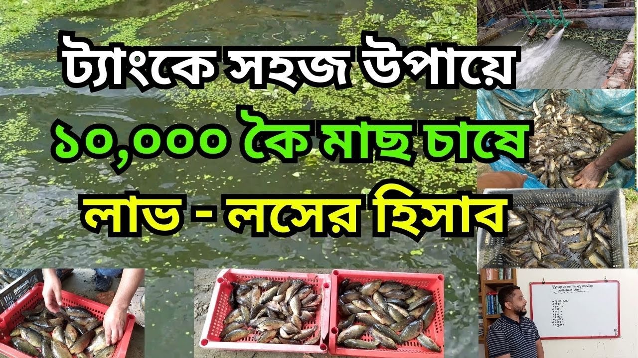 ট্যাংকে সহজ উপায়ে ১০,০০০ কৈ মাছ চাষে লাভ - লসের হিসাব | Calculation for  koi fish farming in Tank