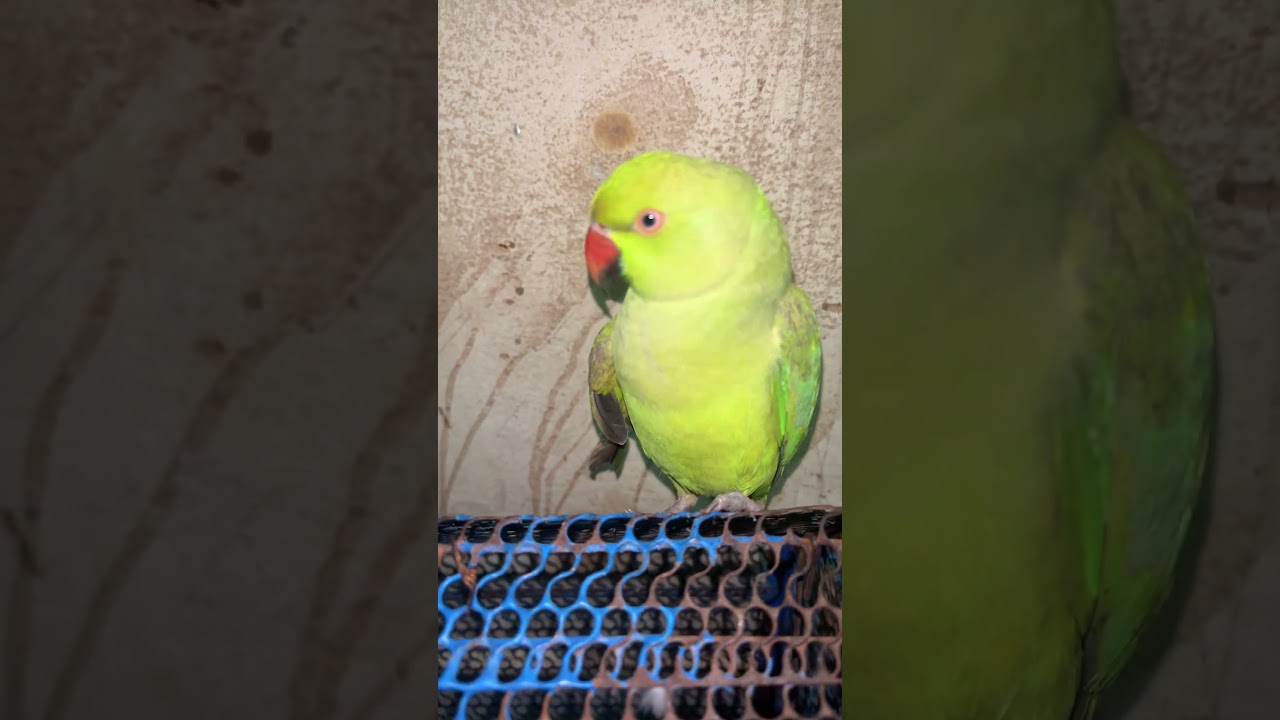 बोलने | वाला | तोता |🦜