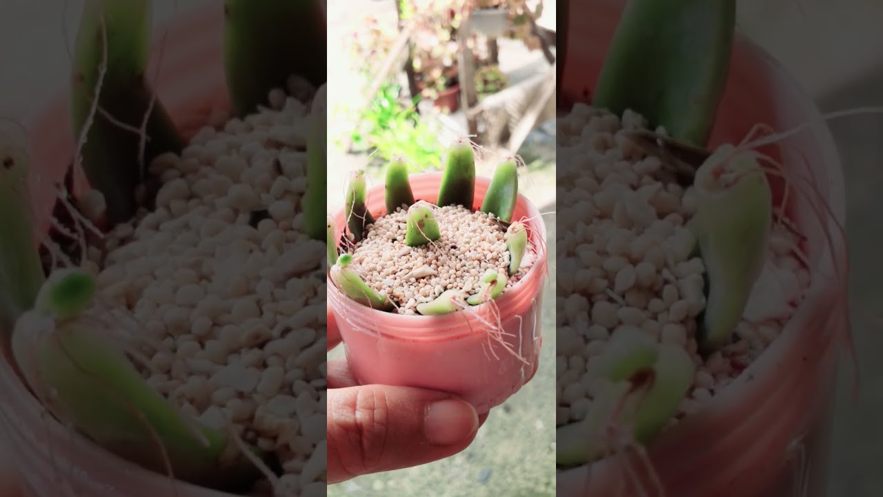 100% successful succulent propagation technique.#shortvideo#propagationtechnique#planthobby