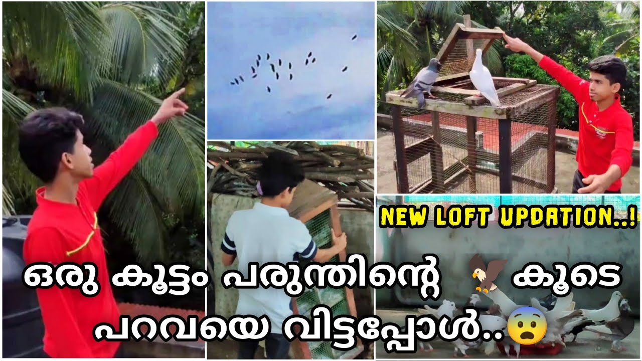 ഒരു കൂട്ടം പരുന്തിൻ്റെ 🦅കൂടെ പറവയെ വിട്ടപ്പോൾ..😨 | New Loft Updations..! | Sinan CT ♥️