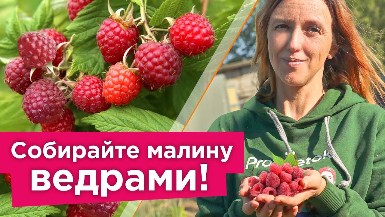 ЧТОБЫ БЫЛО МНОГО СЛАДКОЙ И КРУПНОЙ МАЛИНЫ БЕЗ ЧЕРВЯКОВ, сделайте это во время цветения и налива ягод