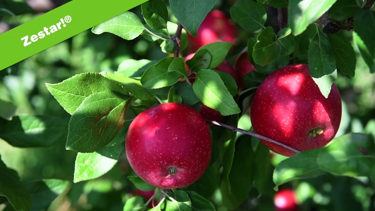 Apple Season Has Arrived - Minnesota Grown Early Season Apple Varieties