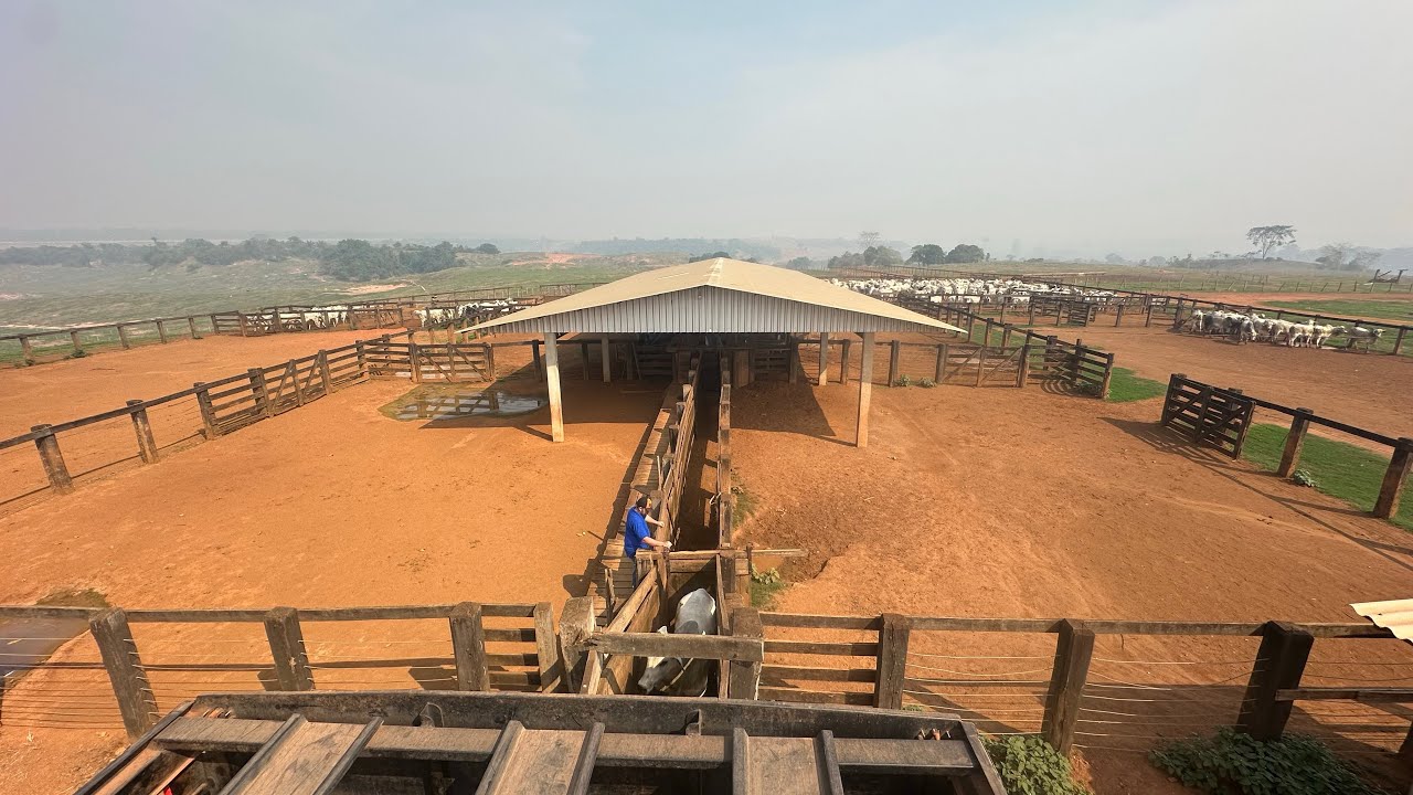 CARREGAMENTO EM JUINA. FAZENDA BALSA.