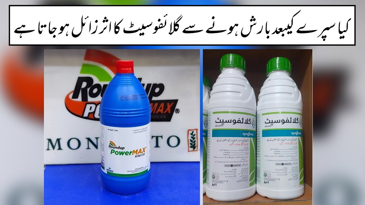 Effect of Rain or Irrigation after Spray of Glyphosate || Dr. Sajjad Crop Scientist