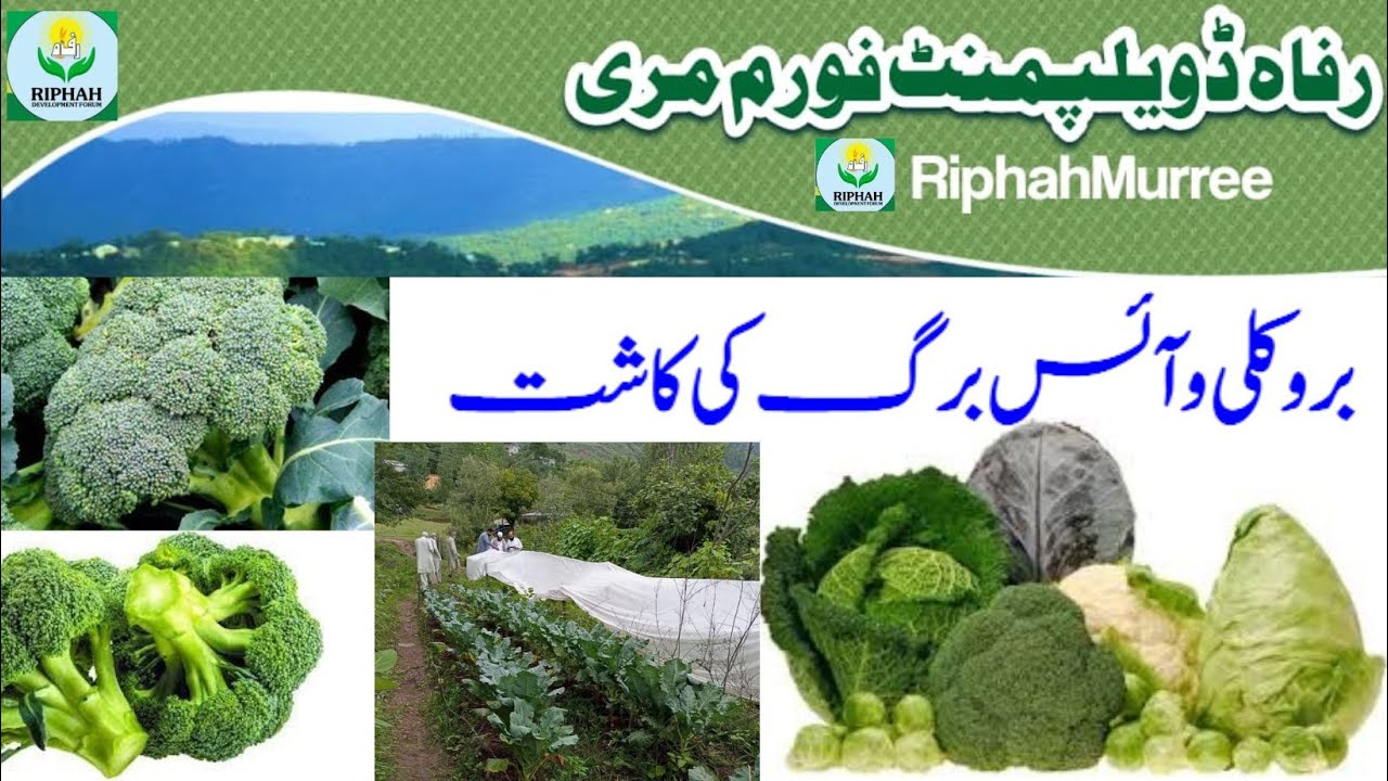 Riphah Development Forum Murree Broccoli and iceberg lettuce farming