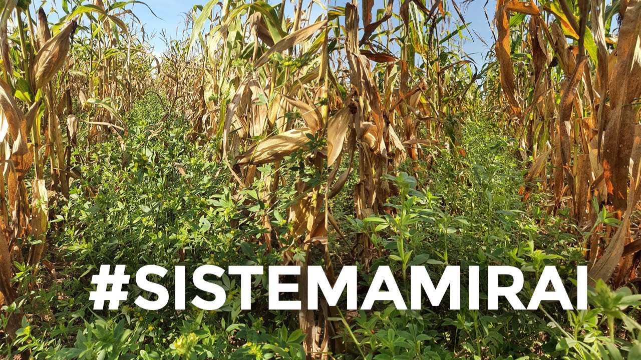 Sistema Mirai - Milho Safrinha com Estilosantes