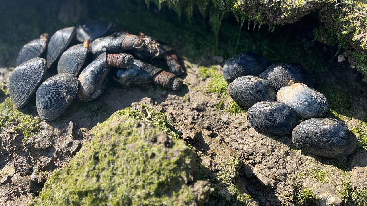 Gaper Clam Sea Foraging with Catch N Cook California!