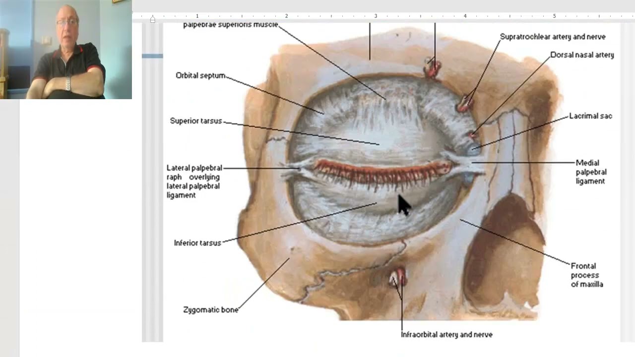 Anatomy of head and neck module in Arabic 39 (Eyelids) , by Dr. Wahdan
