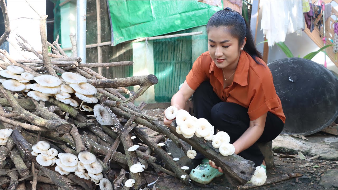 The first time I cook mango mushroom / Collect free vegetable around home for cooking